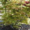 Japanse esdoorn (Acer palmatum 'Osakazuki') - Droomplanten