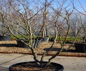 Japanse esdoorn (Acer palmatum 'Bloodgood') - Droomplanten