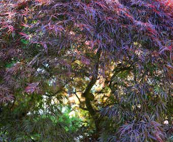 Japanse Esdoorn  (Acer palmatum 'Garnet')