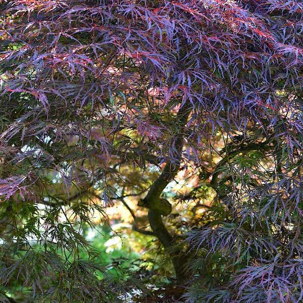 SAFLAX Rode Japanse Esdoorn – 20 Zaden Met Kweekpotgrond, Inclusief Teeltinstructies, Acer Palmatum, Sierboom Met Donkerrode Handvormige Bladeren