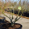 Japanse esdoorn (Acer palmatum 'Osakazuki') - Droomplanten