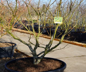 Japanse esdoorn (Acer palmatum 'Osakazuki') - Droomplanten