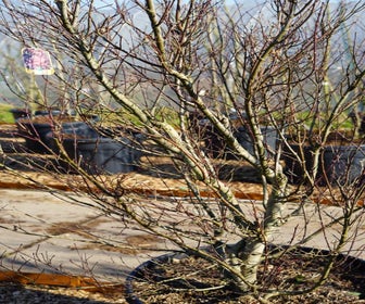 Japanse esdoorn (Acer palmatum 'Skeeter's Broom') - Droomplanten