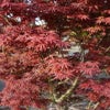 Japanse esdoorn (Acer palmatum 'Skeeter's Broom') - Droomplanten