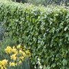 Veldesdoorn als haag (Acer campestre)