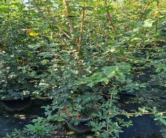 Meerstammige Veldesdoorn (Acer campestre)