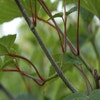 Slangenbast esdoorn als boom (Acer capillipes)