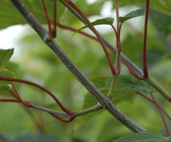 Slangenbast esdoorn als boom (Acer capillipes)