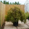 Japanse esdoorn (Acer palmatum 'Inabe Shidare') - Solitair extra