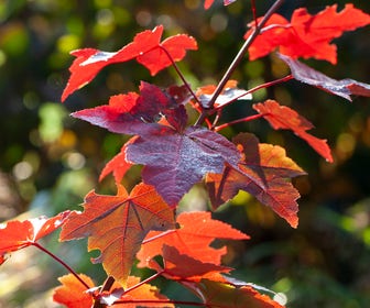 Rode esdoorn (Acer rubrum 'Fairview Flame')