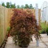 Japanse Esdoorn op stam (Acer palmatum 'Garnet')