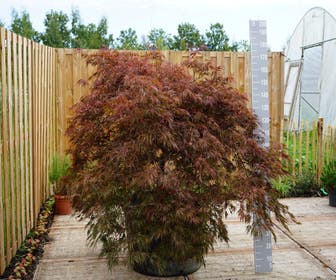 Japanse Esdoorn op stam (Acer palmatum 'Garnet')