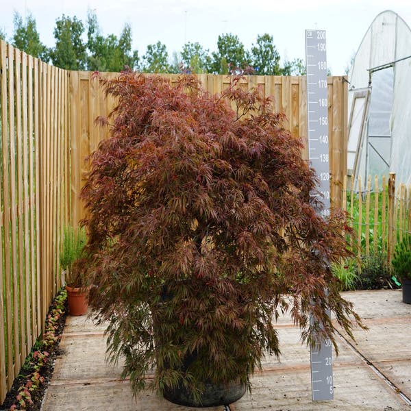 Japanse Esdoorn op stam (Acer palmatum 'Garnet')