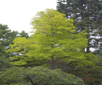 Vederesdoorn als boom (Acer negundo 'Kelly's Gold')