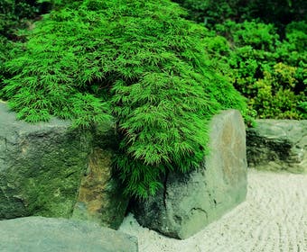 Japanse esdoorn (Acer palmatum 'Dissectum')