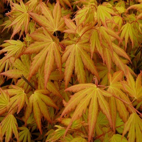 Japanse esdoorn (Acer palmatum 'Orange Dream')