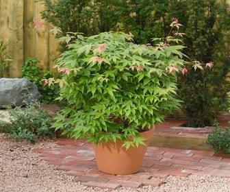 Japanse esdoorn (Acer palmatum 'Osakazuki')