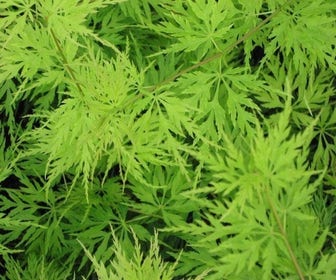 Japanse esdoorn (Acer palmatum 'Seiryu')
