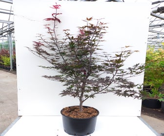 Japanse Esdoorn (Acer palmatum 'Red Emperor')