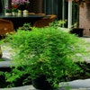 Japanse esdoorn (Acer palmatum 'Emerald Lace')