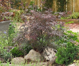 Japanse esdoorn (Acer palmatum 'Enkan')