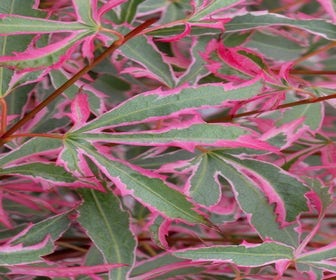 Japanse Esdoorn (Acer palmatum 'Marlo'®