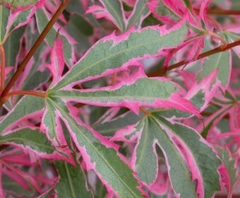 Japanse Esdoorn (Acer palmatum 'Marlo'®