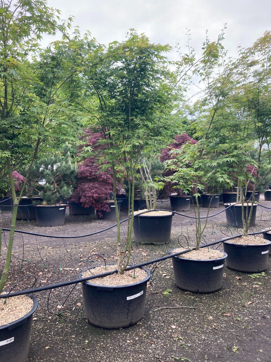 Japanse esdoorn