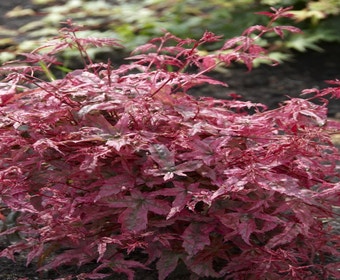 Japanse esdoorn (Acer palmatum 'Beni-maiko')