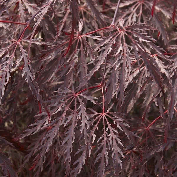 Japanse esdoorn op stam (Acer palmatum 'Inabe Shidare')