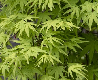 Japanse esdoorn (Acer palmatum 'Ryusen')