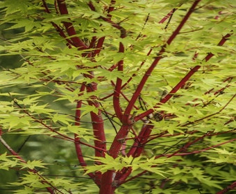 Japanse esdoorn (Acer palmatum 'Sangokaku')