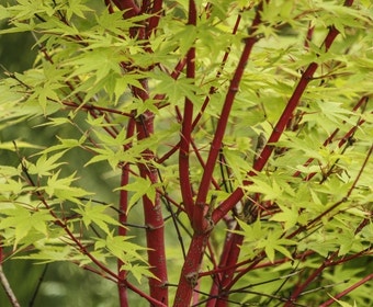 Japanse esdoorn (Acer palmatum 'Sangokaku')