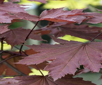 Noorse esdoorn op stam (Acer platanoides 'Crimson Sentry')