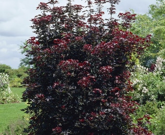 Rode Esdoorn beveerd (Acer platanoides 'Crimson Sentry')