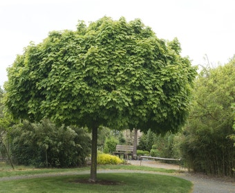 Bolesdoorn (Acer platanoides 'Globosum')