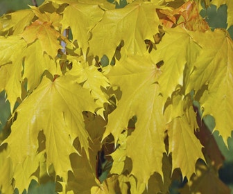 Noorse Esdoorn (Acer platanoides 'Princeton Gold')
