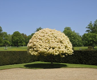 Bonte Bolesdoorn (Acer pseudoplatanus 'Brilliantissimum')