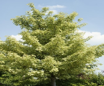 Bontbladige Esdoorn (Acer pseudoplatanus 'Leopoldii')
