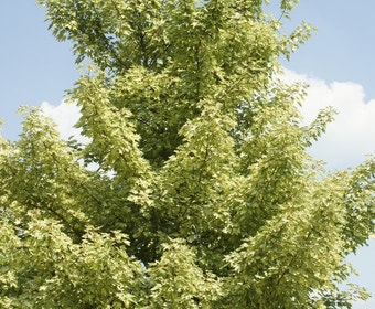 Bontbladige Esdoorn (Acer pseudoplatanus 'Leopoldii')