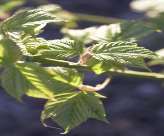 Japanse Slangehuidesdoorn (Acer rufinerve)