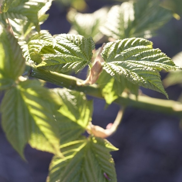Japanse Slangehuidesdoorn (Acer rufinerve)