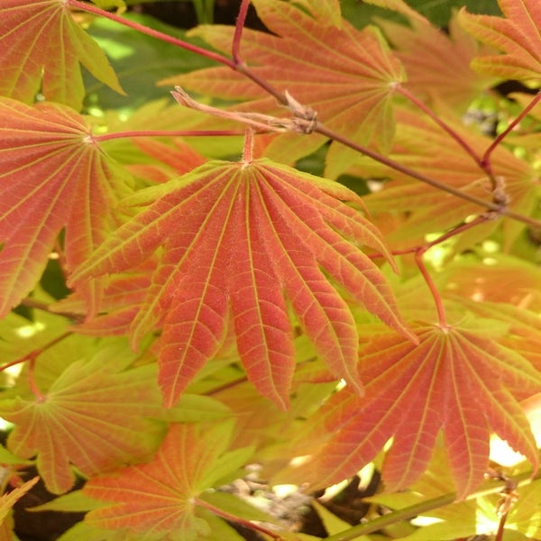 Acer shirasawanum ‘Moonrise’