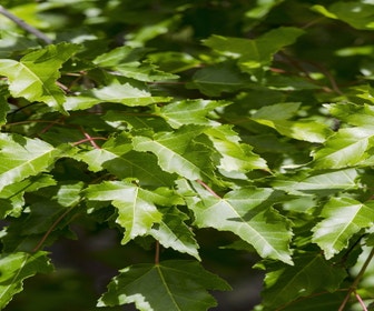 Esdoorn (Acer tataricum 'Ginnala')