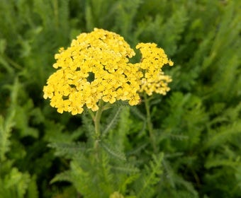Duizendblad Achillea 'Credo'