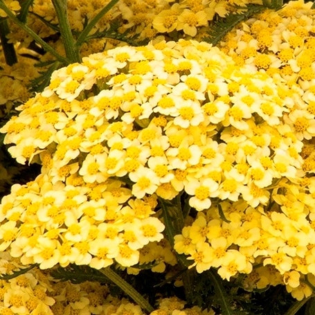 Achillea millefolium 'Sunny Seduction'
