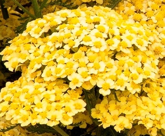 Duizendblad (Achillea millefolium 'Sunny Seduction')