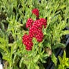 Duizendblad (Achillea millefolium 'summerwine')
