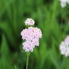 Duizendblad (Achillea millefolium 'Lilac Beauty')