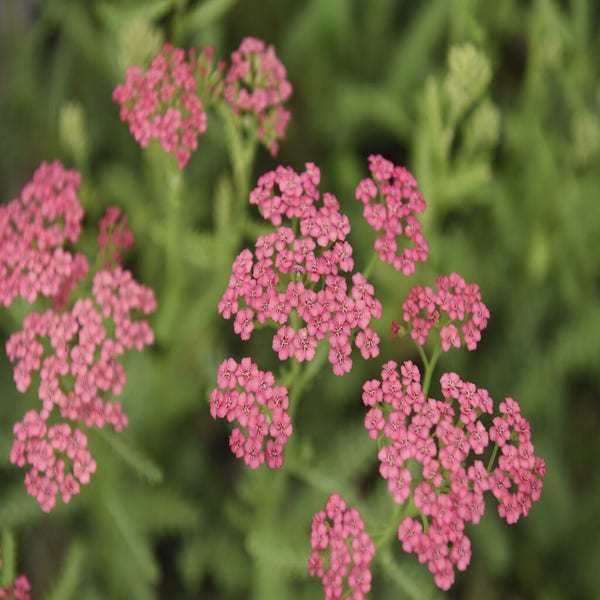 Achillea millefolium 'Apricot Delight'
